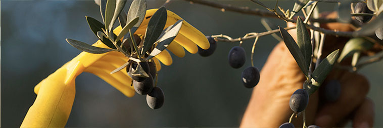 raccolta olive rastrello giallo 2